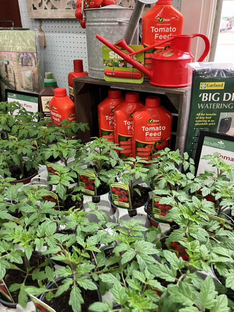 Tomatoes, cuecumbers and salad crops