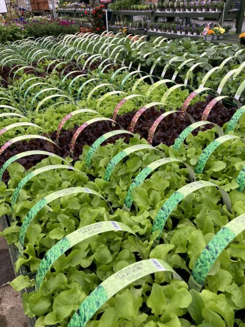 Vegetable Packs