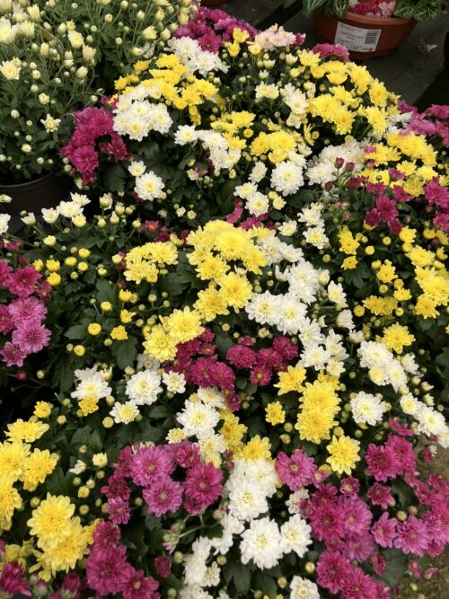 September in the garden